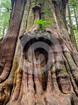 Gnarly cedar tree trunks