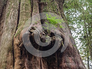 Gnarly cedar tree trunks