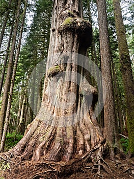 Gnarly cedar tree trunks