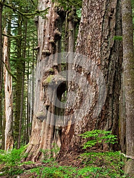 Gnarly cedar tree trunks