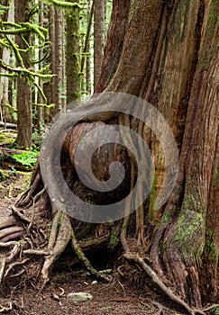 Gnarly cedar tree trunks