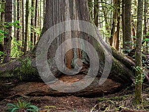 Gnarly cedar tree trunks