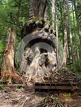 Gnarly cedar tree trunks