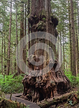 Gnarly cedar tree trunks photo