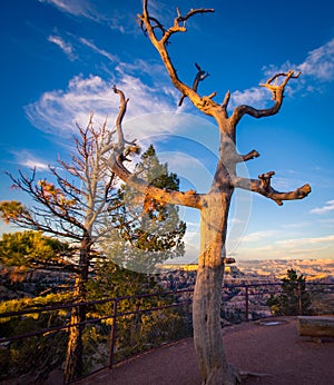 Gnarly dead tree in Bryce Canyon