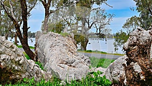 Gnarly Dead Tree Lying on the Banks of Lake Mulwala