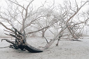 Gnarly dead trees on the beach at Jekyll Island Georgia Driftwood Beach during a foggy day