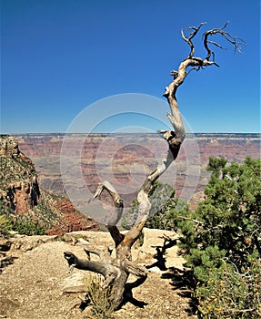 Gnarly Deadwood at Grand Canyon National Park