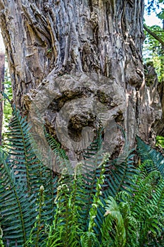 Gnarly Deadwood Tree 2