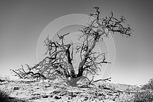 Gnarly Dried Tree On A Hillside In Joshua Tree