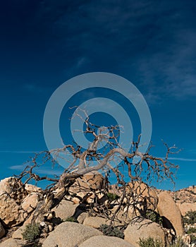 Gnarly Dried Tree On Rocks Below Blue Sky