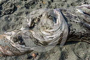 Gnarly Driftwood And Sand