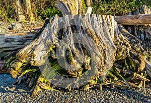 Gnarly Driftwood Tree Stump