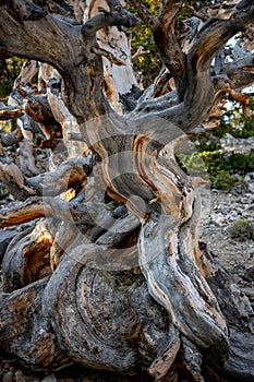 Gnarly Gray Bistle Cone Pine