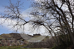 Gnarly leafless trees with a spooky mansion a hill in the distance                near