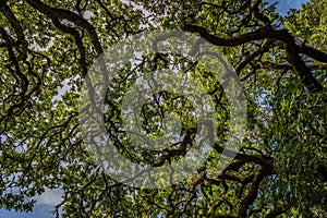 Gnarly oak branches with tiny new spring oak leaves and a bright sky