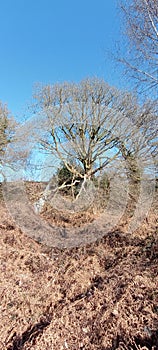 A gnarly Oak tree on the Bank