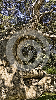 Gnarly Oak Tree