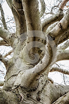 Gnarly Old Barren Tree