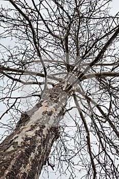 Gnarly Old Barren Tree