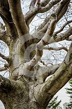 Gnarly Old Barren Tree