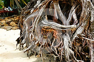 Gnarly old base of tree roots on beach