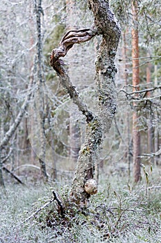 Gnarly old birch tree trunk