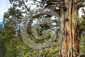 Gnarly Old Cedar Tree