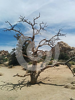 Gnarly old dead tree with stacked boulder hill in desert