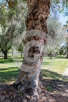 Gnarly old eucalyptus tree trunk at a park in Los Angeles, California