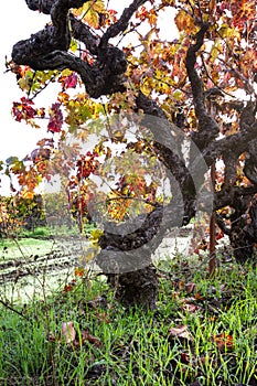 Gnarly old grape vine