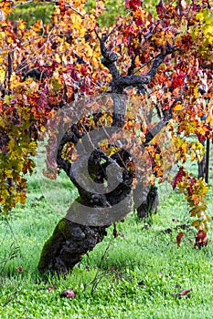 Gnarly old grape vine