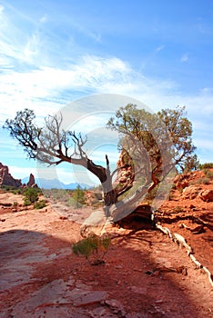 Gnarly old tree in Arches National Park photo