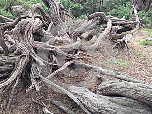 The Gnarly Old Man of the Forest.