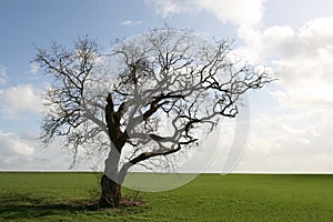 Gnarly old tree