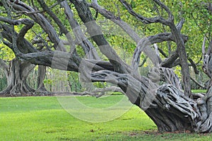 Gnarly old tree