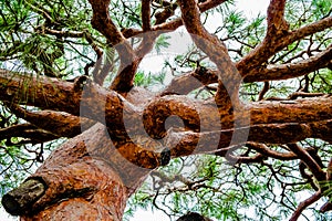 Gnarly old tree