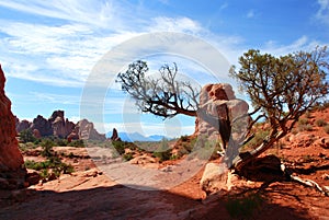 Gnarly old tree in Arches National Park