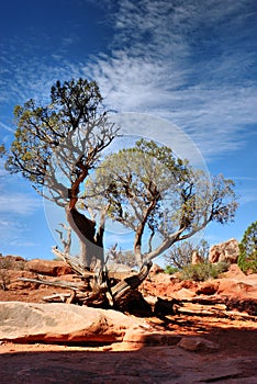 Gnarly old tree in Arches National Park photo