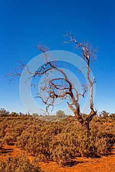 Gnarly old tree in desert bulldust and backroads of outback Australia