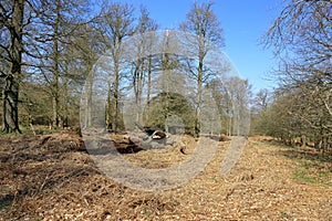 Gnarly old tree fallen amongst the foliage in a woodland landscape