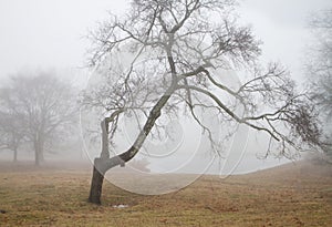 Gnarly old tree in the fog by a lake with a birdhouse