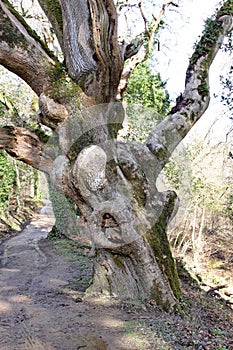 A gnarly old tree grows by the footpath at the Lost Gardens of Heligan in Cornwall