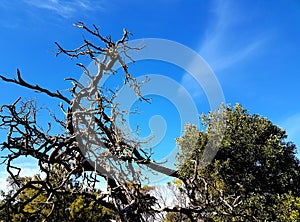 Gnarly Old Tree, Limestone Coast