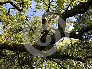 Gnarly old tree photo