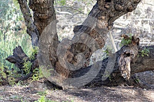 Gnarly old tree in a park