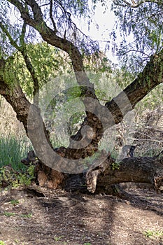 Gnarly old tree in a park