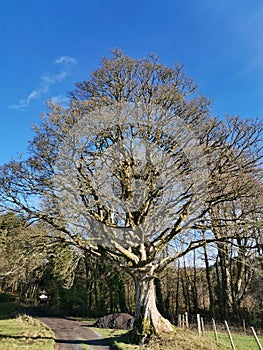 Gnarly old tree in the sunshine
