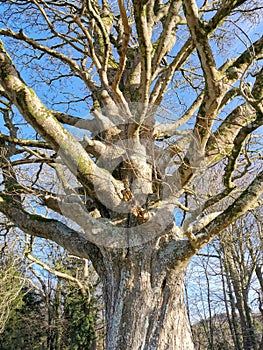 Gnarly old tree in the sunshine