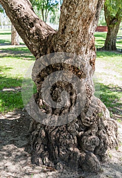 Gnarly old tree trunk at a park in Los Angeles, California